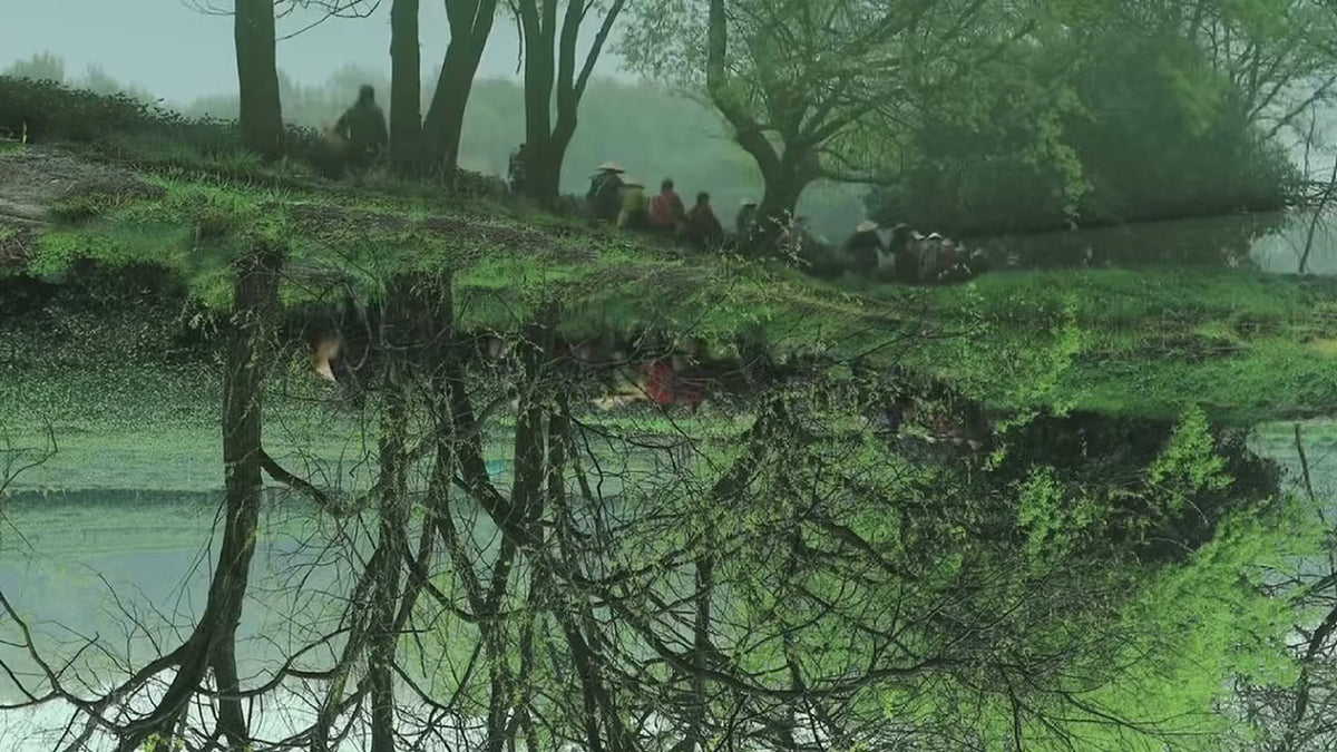 A cultural sequence of a misty tea garden, jasmine blossoms and tea being poured from a gaiwan