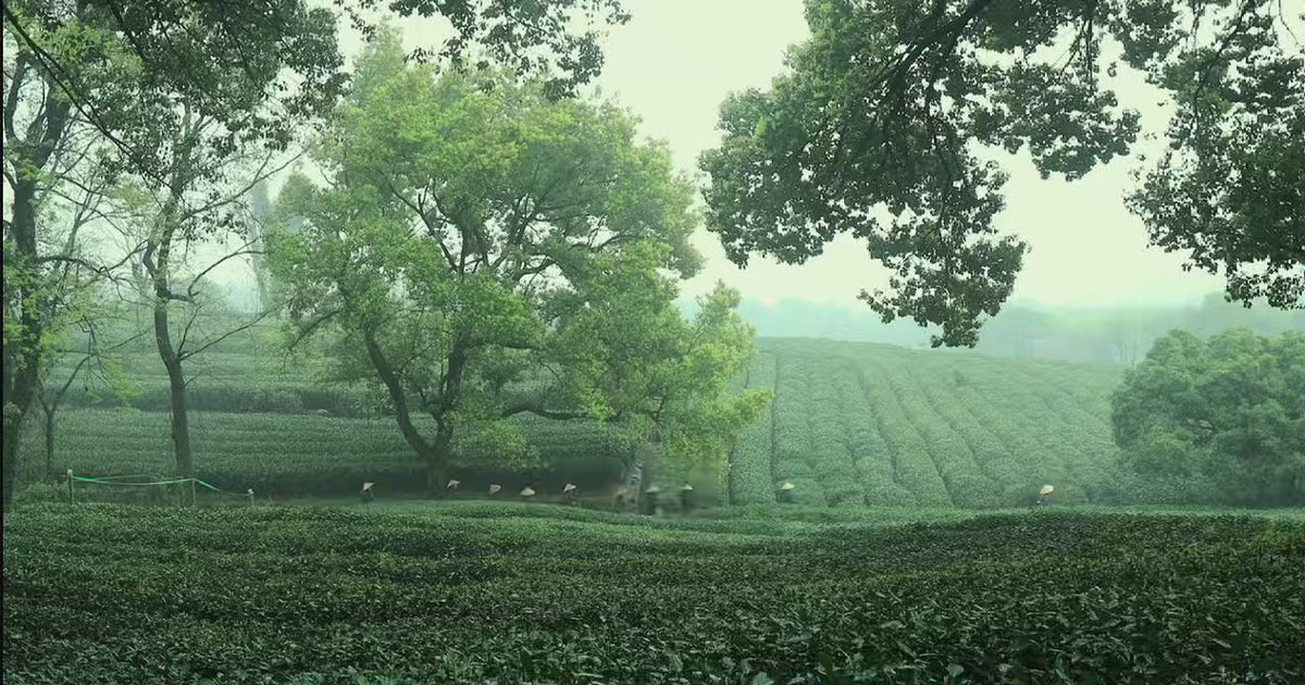 A quiet misty tea garden with tea rows and trees